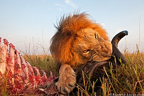 Lion | Kenya