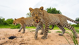 Leopards | Zambia