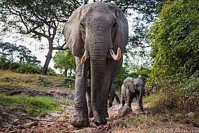 Elephants | Zambia