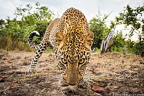 Leopard | Zambia