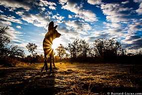 African Wild Dog | Zimbabwe