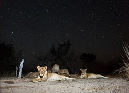 Lions | Zambia