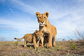 Lions | Tanzania