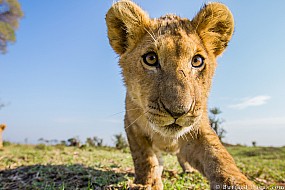 Lion Cub | Kenya
