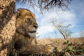 Lion | Tanzania