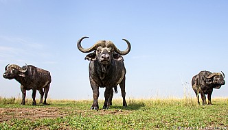 Buffalo | Kenya