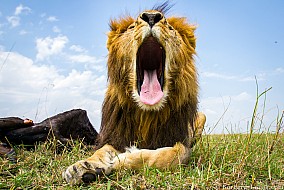 Yawning Lion | Kenya