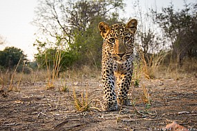 Leopard Cub | Zambia