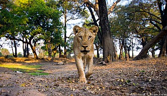 Lioness | Zambia