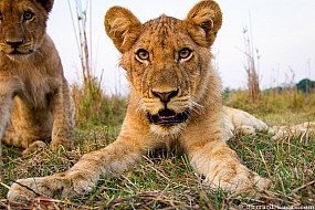 Lion Cubs | Zambia