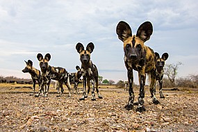 African Wild Dogs | Zambia