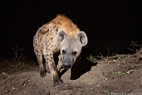 Spotted Hyena | Zambia