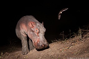 Hippo & Bat | Zambia