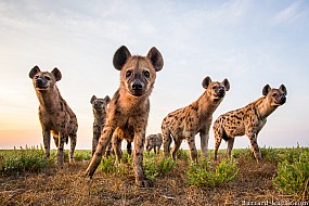 Hyenas | Zambia