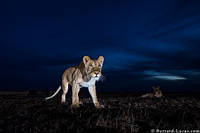 Lion | Zambia
