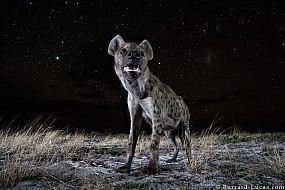 Hyena | Zambia