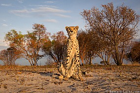 Cheetah | Zambia