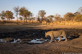 Leopard | Namibia
