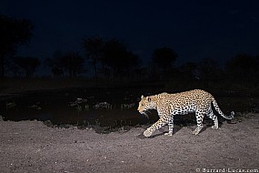 Leopard | Namibia
