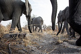Elephants | Namibia
