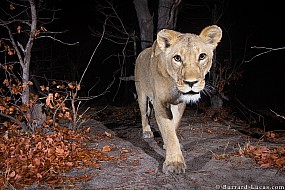 Lion | Namibia