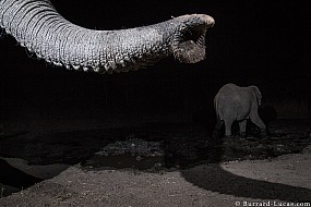 Elephants | Namibia