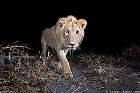Lion | Namibia
