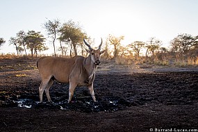 Eland | Namibia