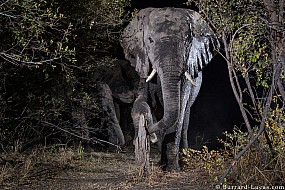Elephant | Namibia
