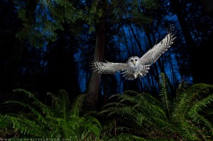 The Flight Path, awarded in wildlife photographer of the year 2013