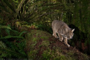 A elusive Bobcat, photographed whilst Connor was sitting a exam!