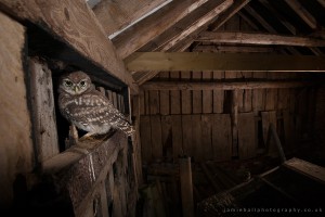 Little Owl perched in a barn