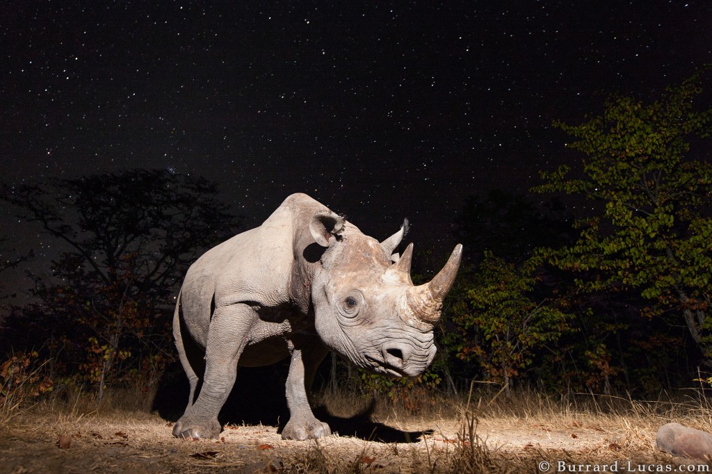 Black Rhino