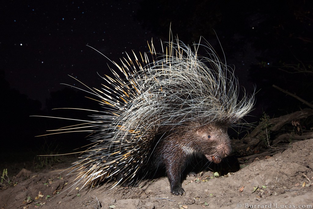 Porcupine