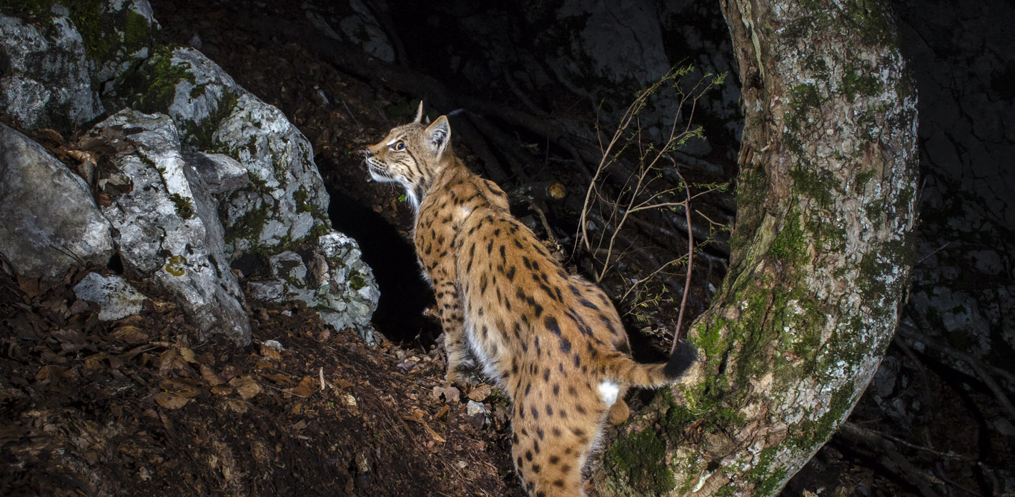 Laurent Geslin – Lynx in the Jura Mountains