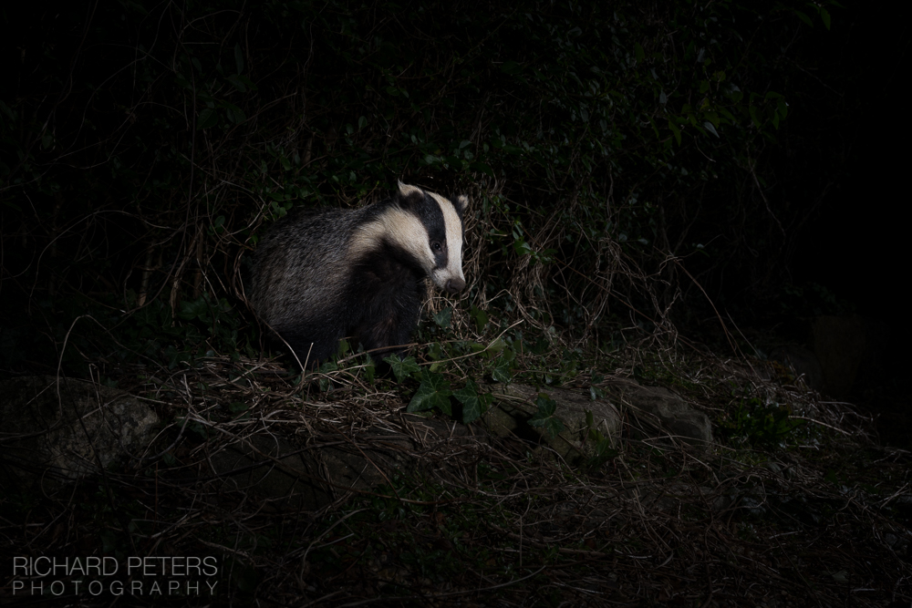 Richard Peters, on a Back Garden Safari