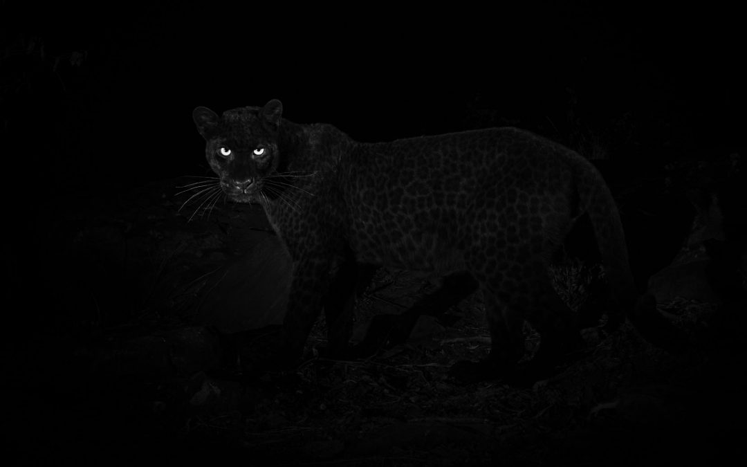 Black Leopard: Quest to photograph the most elusive cat in Africa