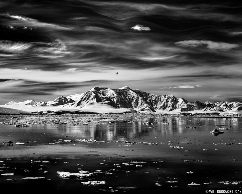 How to Photograph Nocturnal Wildlife in Infrared Camtraptions